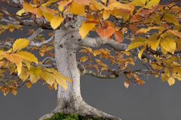 Fagus sylvatica (L.), origin: Spain, yamadori Luis Vallejo, 1989