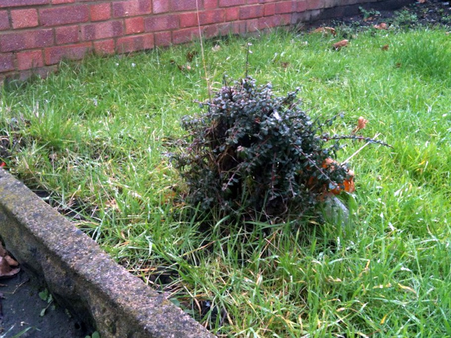 Cotoneaster Bonsai by Harry Harrington