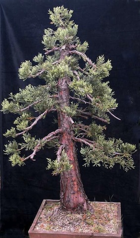 Giant sequoia bonsai