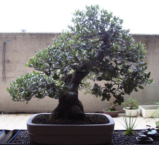 Quercus ilex