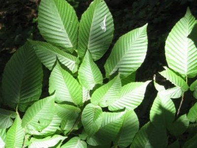 Corean hornbeam Carpinus turczaninowii or coreana