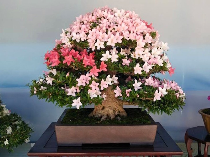 Satsuki Azalea Bonsai festival