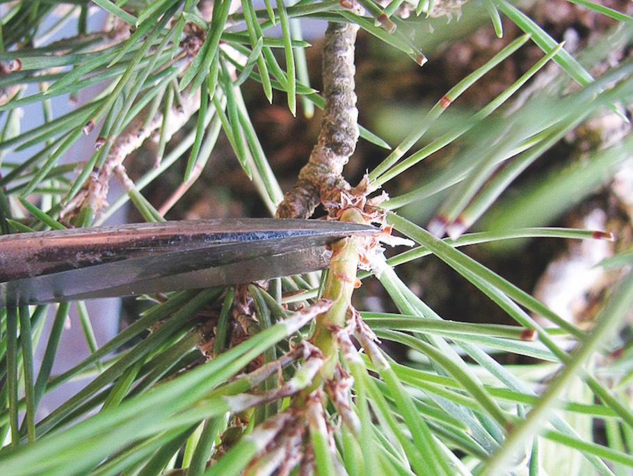 Pine pruning