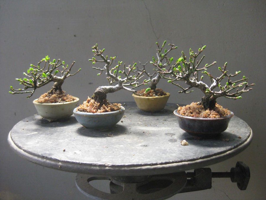 Komayumi Mame Bonsai