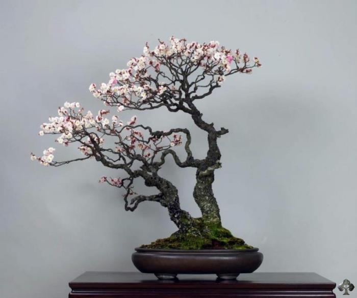 Prunus mume Japanese apricot Bonsai