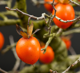 Diospyros virginiana