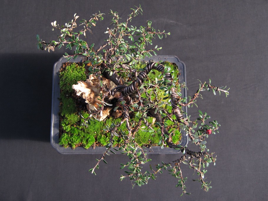 Cotoneaster Bonsai by Harry Harrington