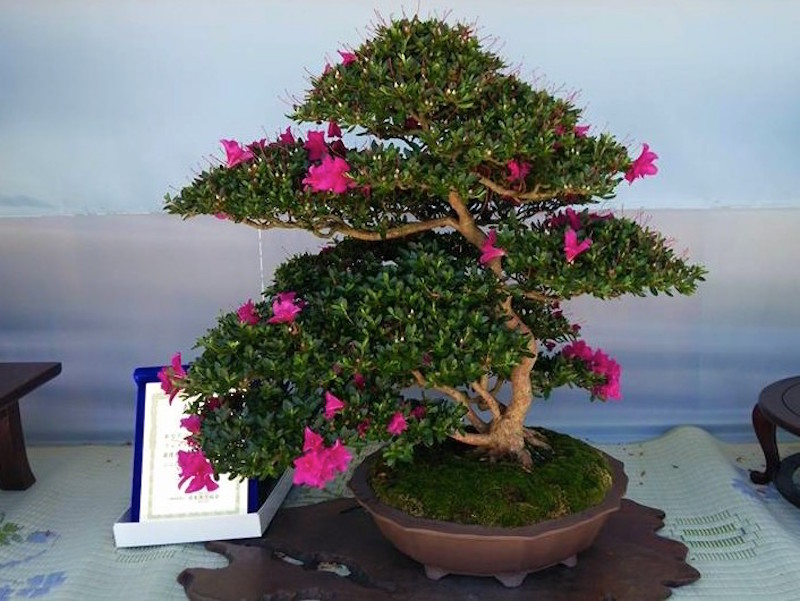 Satsuki Azalea Bonsai festival