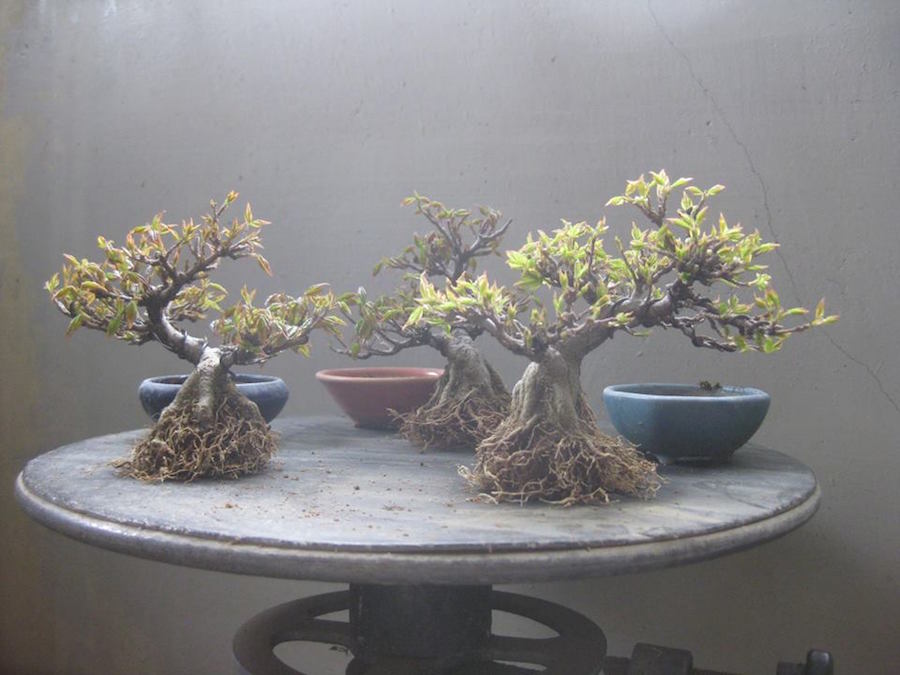 Maple Bonsai