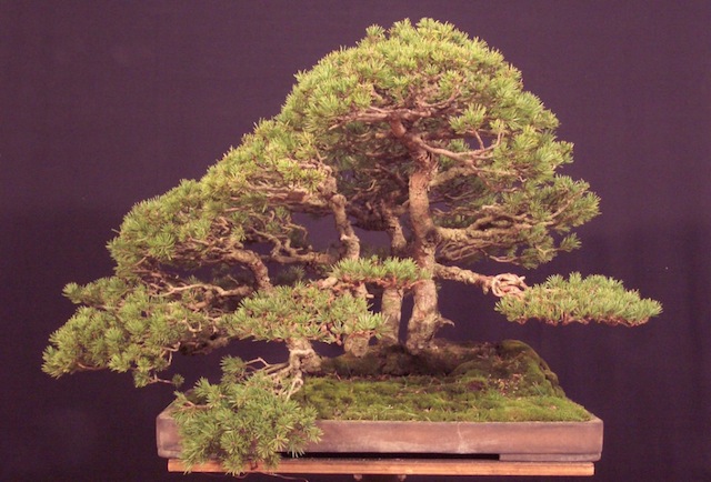 Pinus sylvestris