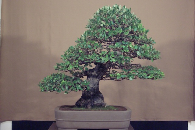 Quercus bonsai