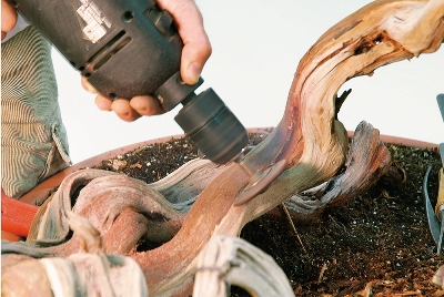 Shaping the trunk