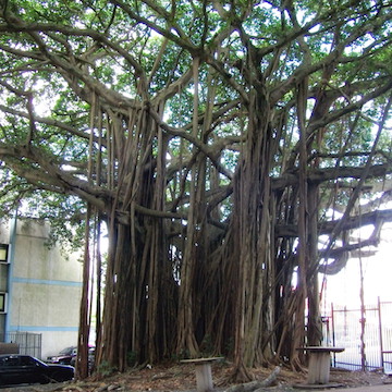 Ficus tree