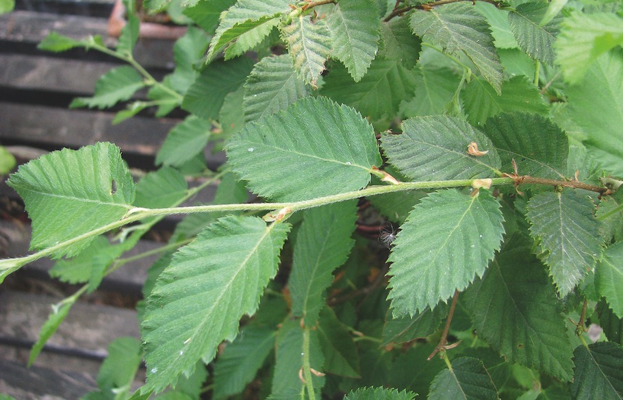 Hornbeam pruning bonsai