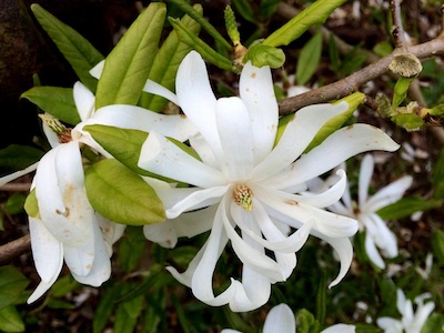 Magnolia Magnolia stellata