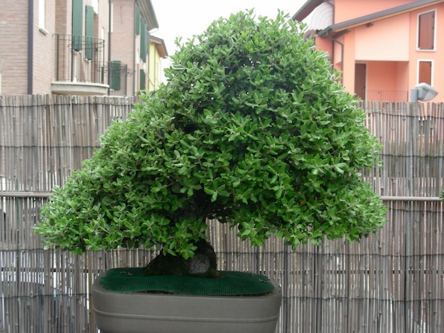 Quercus ilex