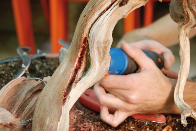 Using a powertool on this bonsai