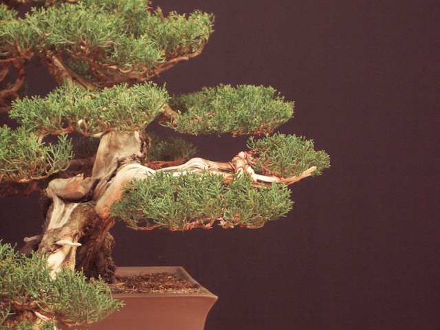 Cupressus bonsai