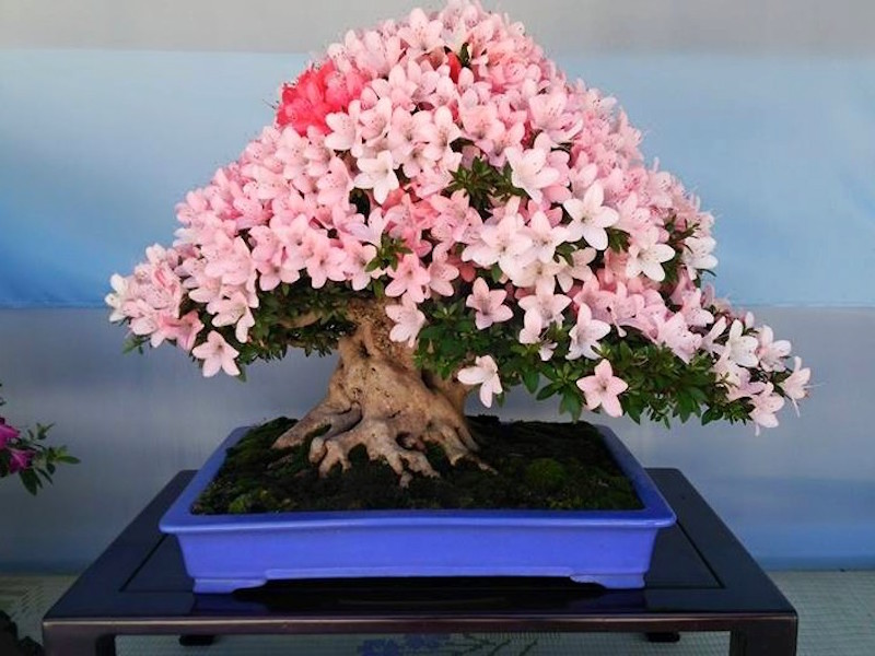 Satsuki Azalea Bonsai festival