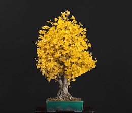 Ginkgo biloba