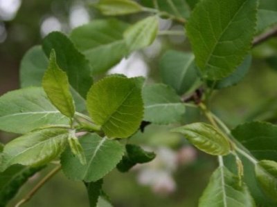 Crabapple and Apple Malus