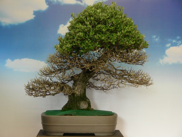 Quercus ilex