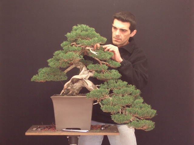 Sempervirens bonsai