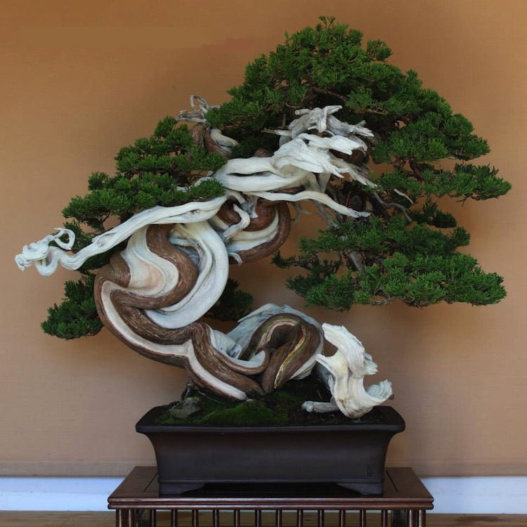 Juniperus Sabina bonsai