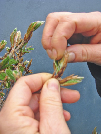 Pinching a deciduous bonsai