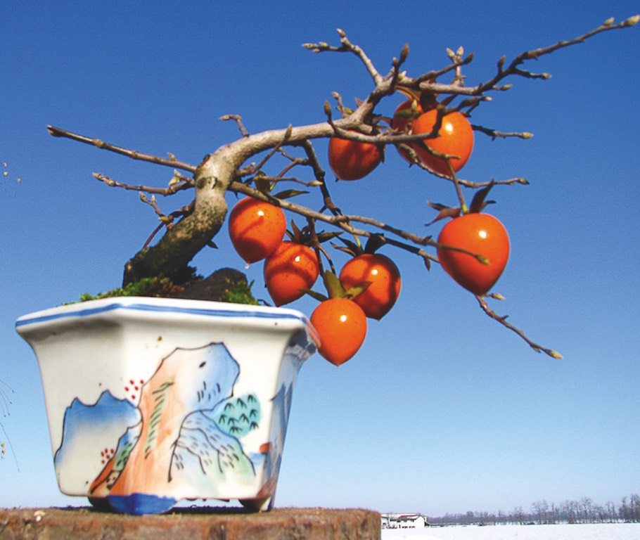 Bonsai with fruits