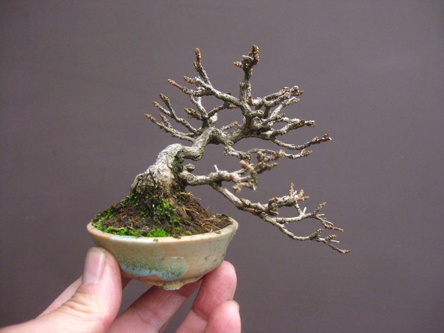 Premna Bonsai