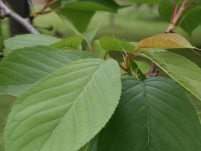 Japanese cherry Prunus serrulata