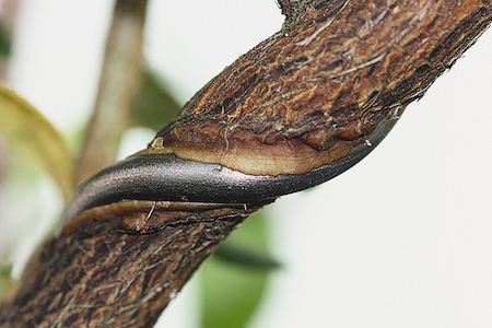 Wire cut into the bark