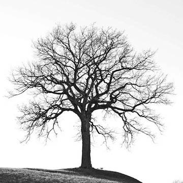 Tree in winter (Facebook Walter Pall)