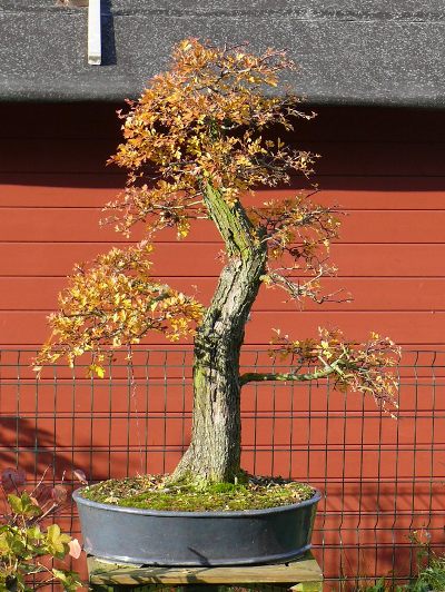 Bonsai fruits on hawthorn