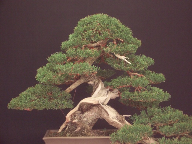 Apex of the bonsai