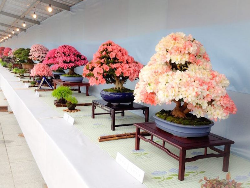 Satsuki Azalea Bonsai festival