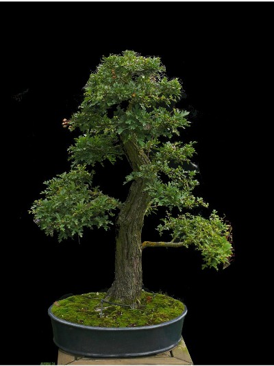 Finished Bonsai tree