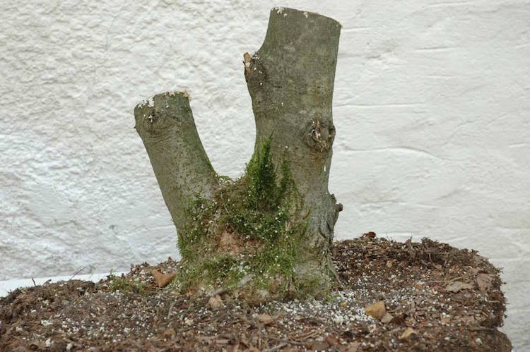 Linden tree bonsai