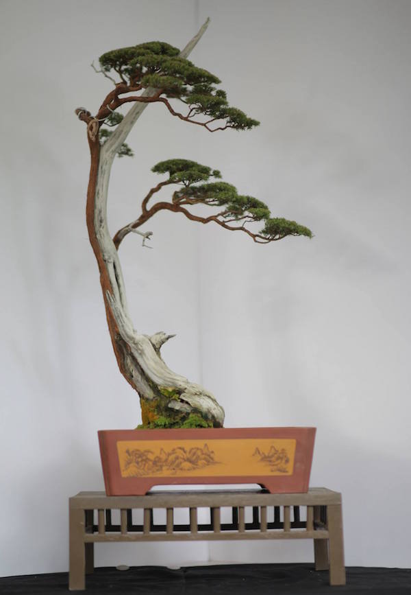 Bonsai by Matyie Che Makhtar