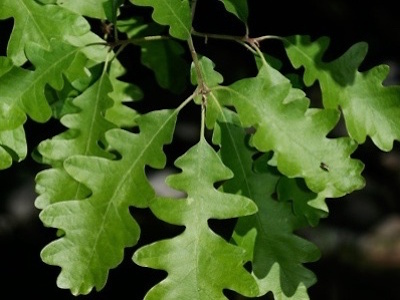 Oak Quercus