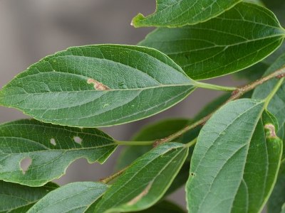 Hackberry Celtis