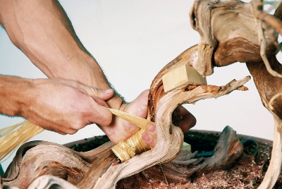 Raffia application on the bonsai