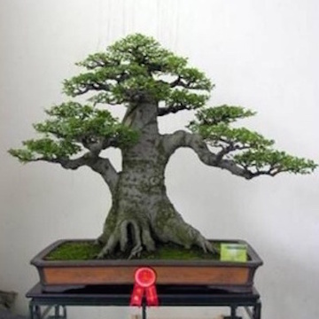 Elm Bonsai (Baidu forums)