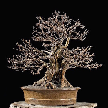 Bonsai by Walter Pall