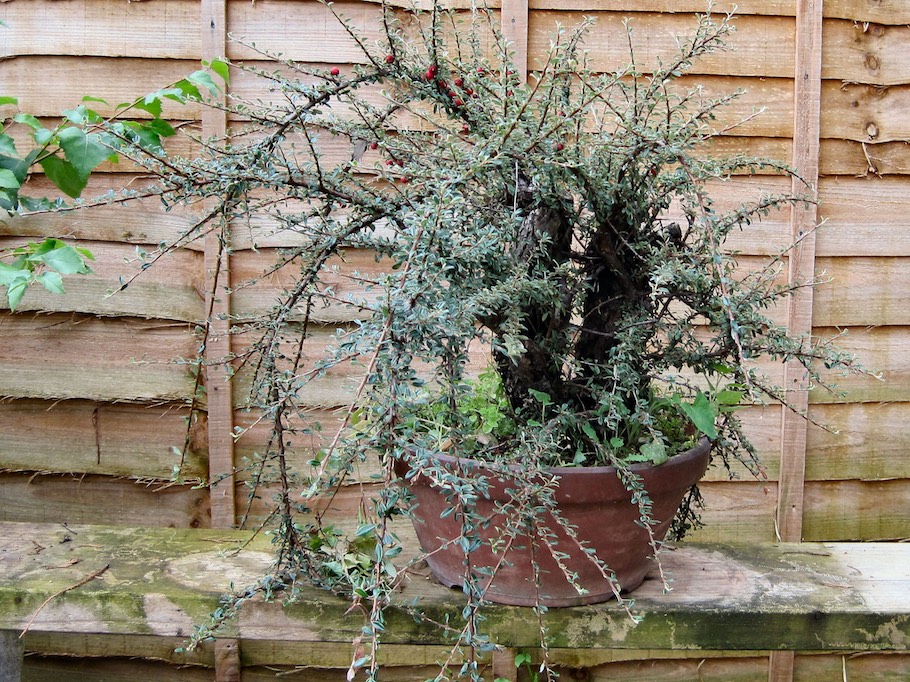 Cotoneaster Bonsai by Harry Harrington