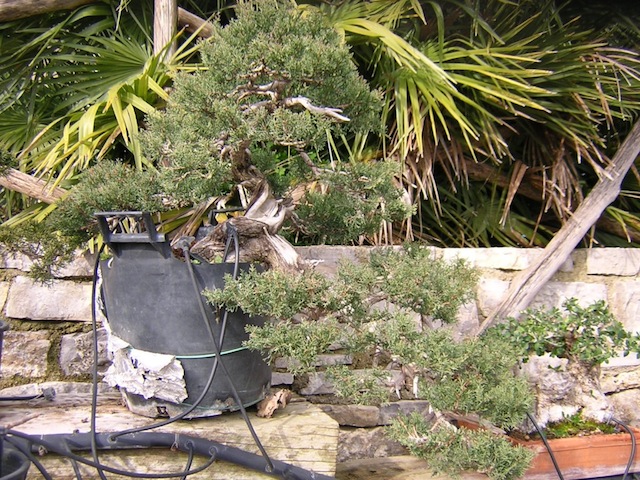 Cumpressus Sempervirens bonsai