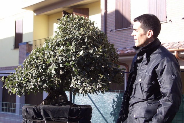 Quercus ilex bonsai tree