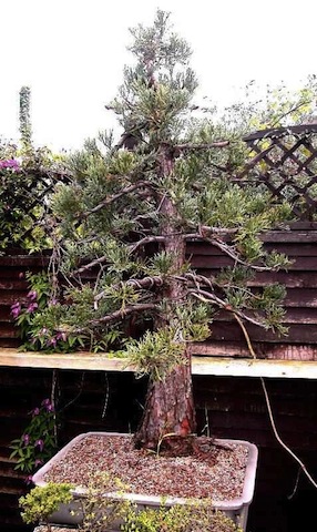 Giant sequoia