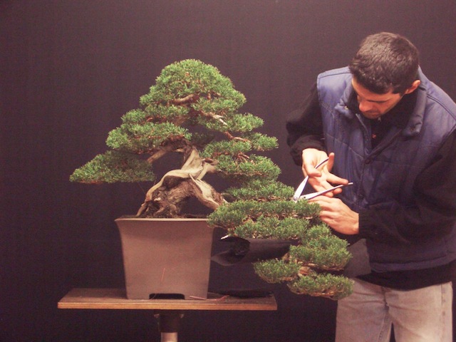 Foliage mass of the bonsai